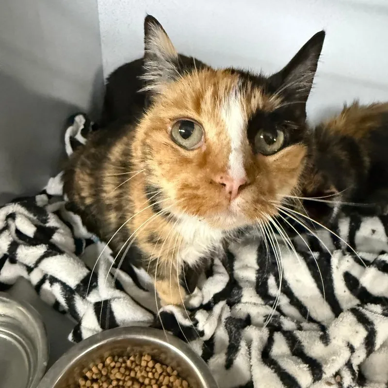 A senior large-sized female Calico Domestic Short Hair cat named Lemon Pepper for adoption in Carlin, NV