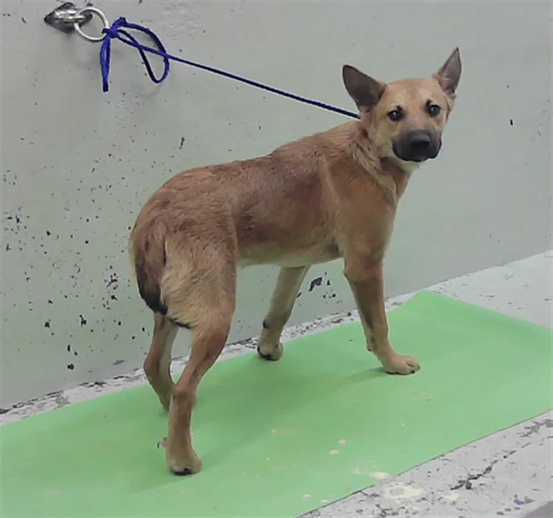 A young medium-sized female German Shepherd Dog dog named Debbie for adoption in Houston, TX
