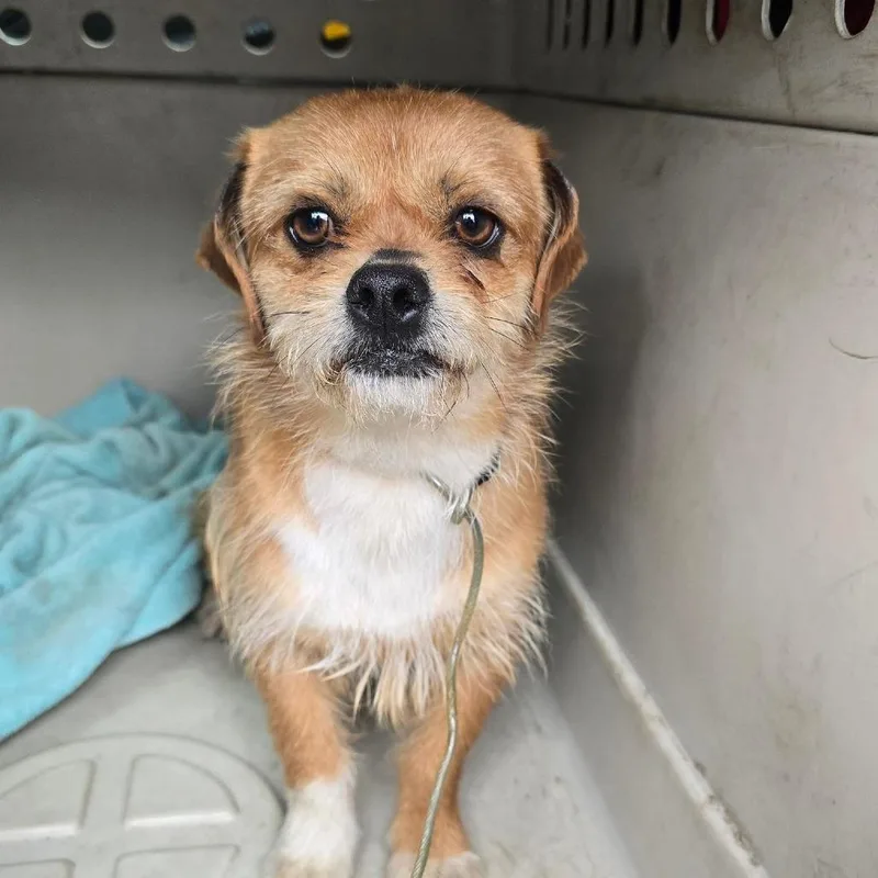 An adult small-sized male Brown / Chocolate Mixed Breed dog named Shaggy for adoption in Matteson, IL