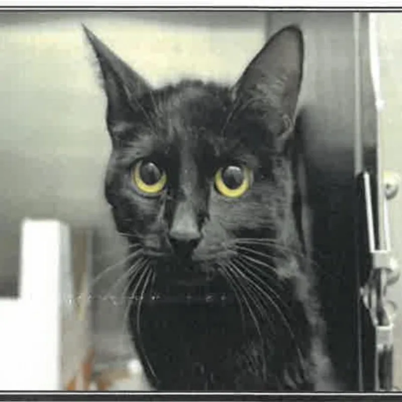 An adult medium-sized female Black Domestic Short Hair cat named Bunny for adoption in Los Angeles, CA