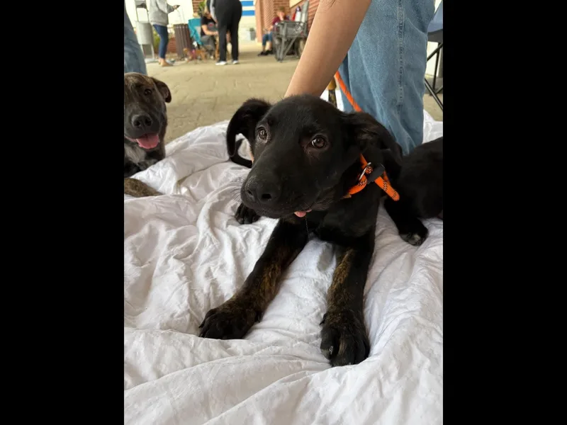 A baby medium-sized male Black Shepherd dog named Brownie for adoption in Sioux City, IA