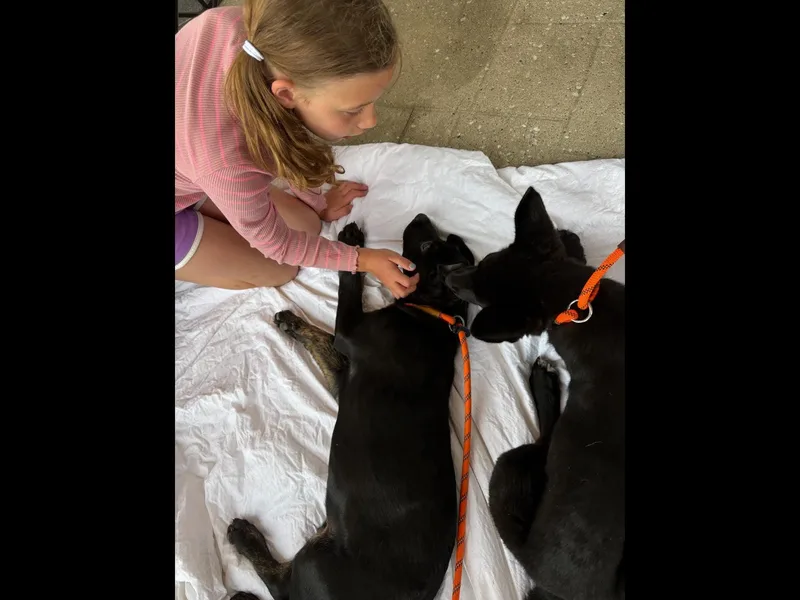 Brownie thumbnail 3
