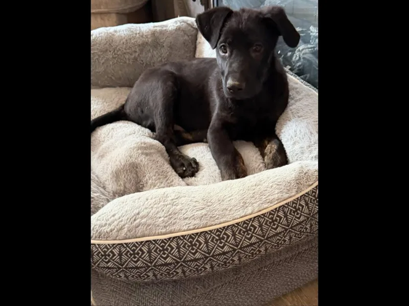 Brownie thumbnail 5