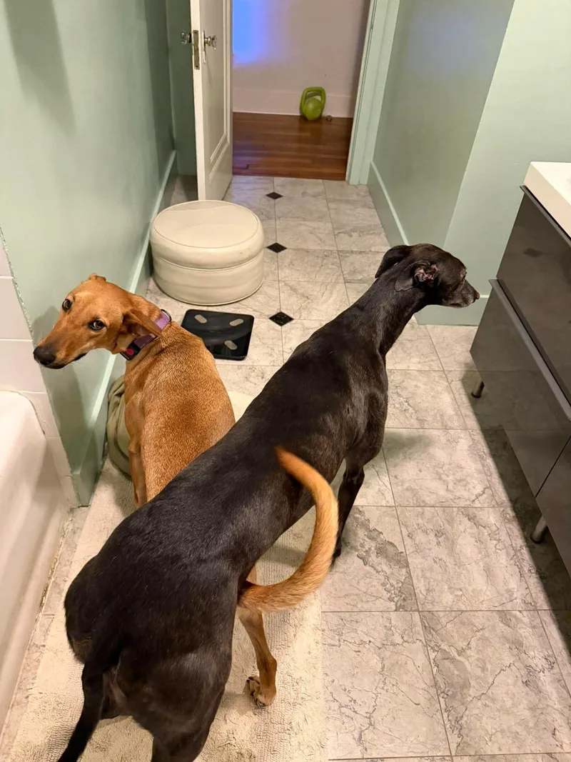 A young medium-sized female Golden Pharaoh Hound dog named Pharrah for adoption in Mico, TX