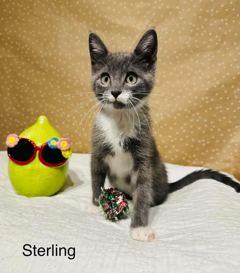 Sterling thumbnail 3