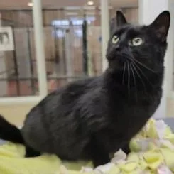 A senior large-sized female Black Domestic Short Hair cat named Carolina for adoption in Waynesboro, PA