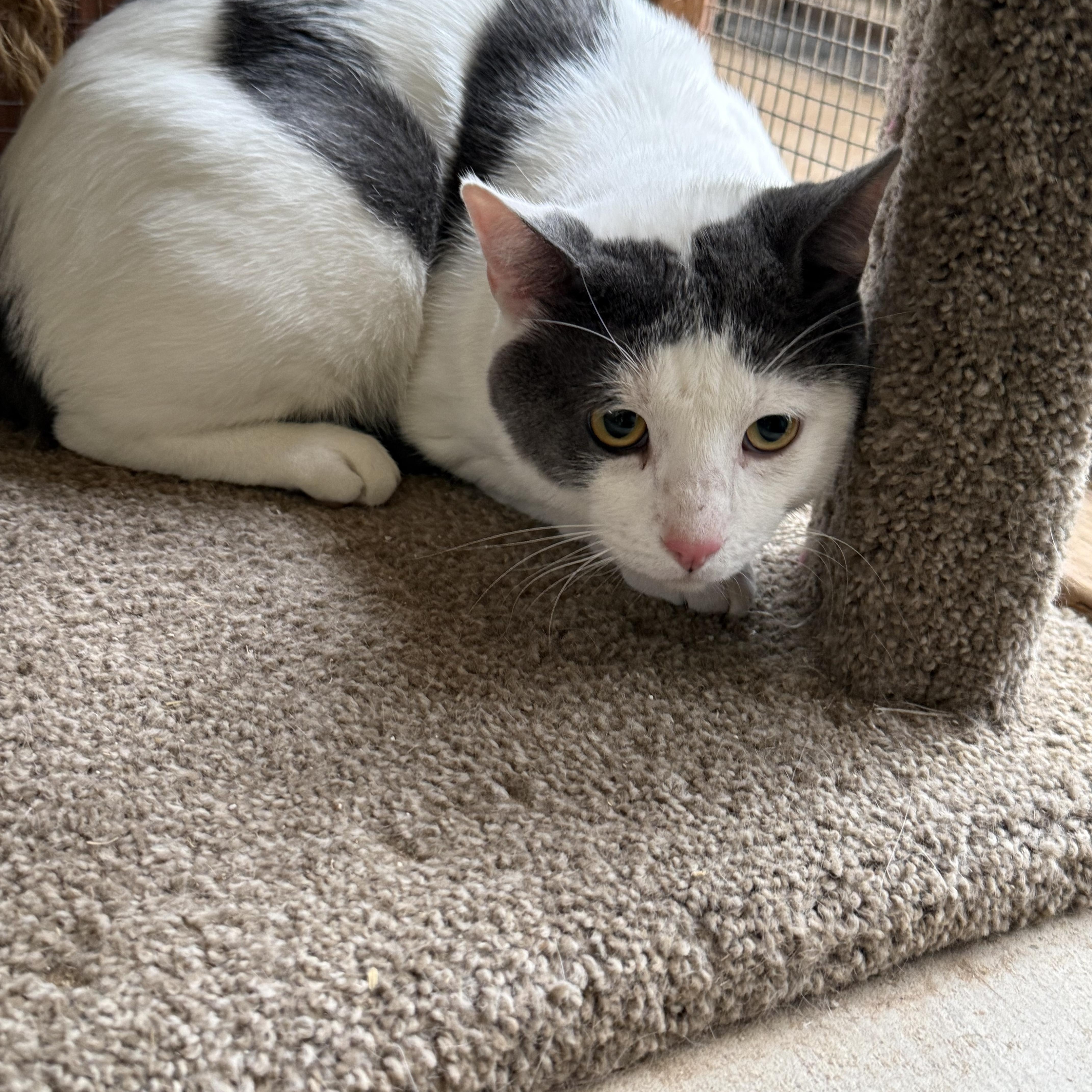 An adult medium-sized male Gray & White Domestic Short Hair cat named Roar for adoption in Marana, AZ