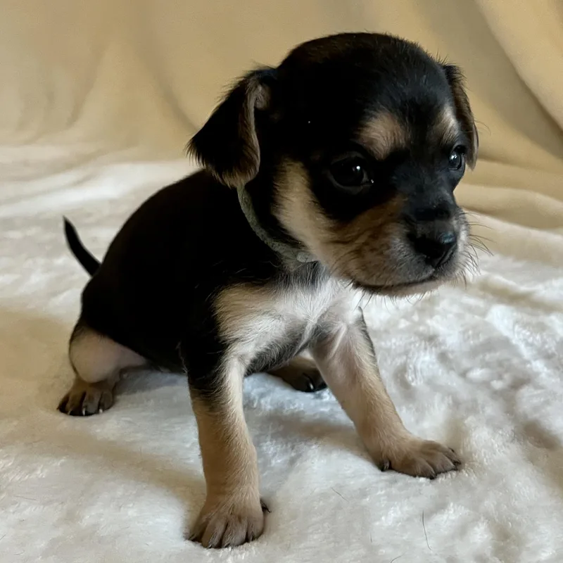Mulan thumbnail 5