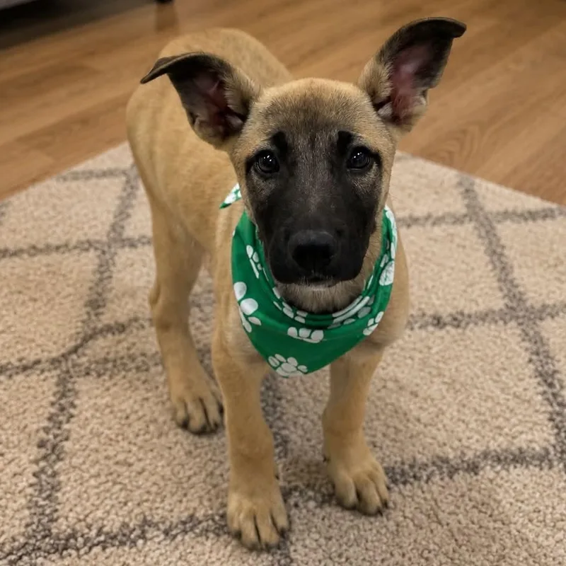 A baby medium-sized male German Shepherd Dog dog named Soto Gs for adoption in Allen, TX