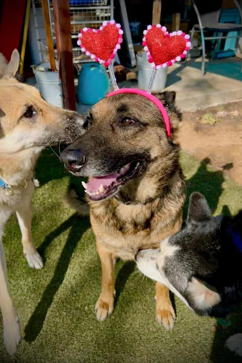 An adult large-sized male German Shepherd Dog dog named Bear for adoption in santa monica, CA