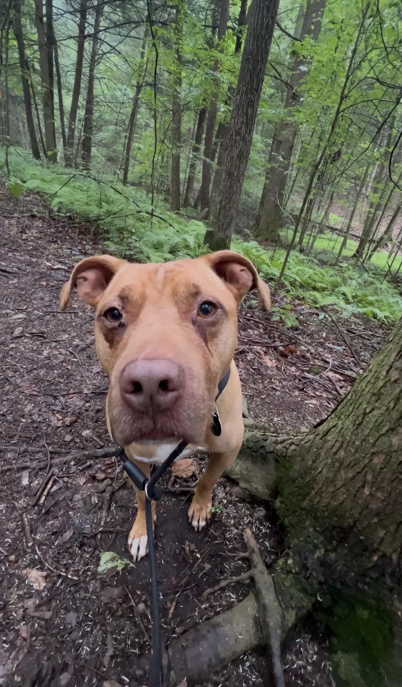 An adult medium-sized male Red / Chestnut / Orange Terrier dog named Electric Guitar Eg for adoption in Millerstown, PA