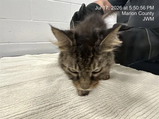 A young small-sized female Domestic Short Hair cat named Bella for adoption in Ocala, FL