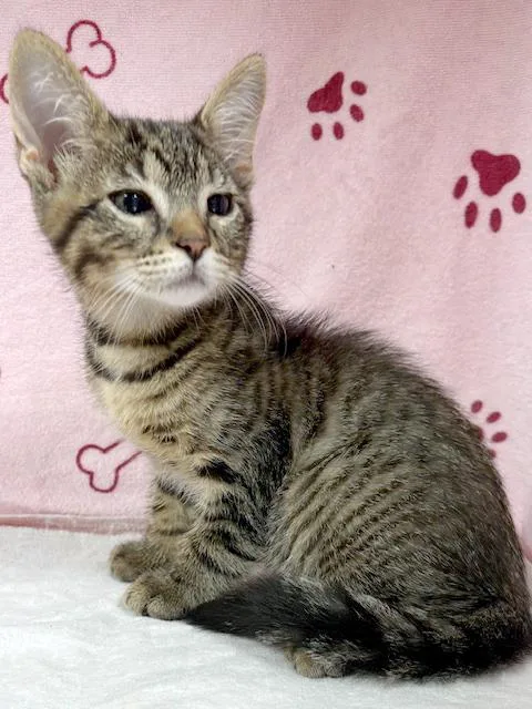 A baby medium-sized male Brown / Chocolate Domestic Short Hair cat named Pibble for adoption in Lake Monroe, FL