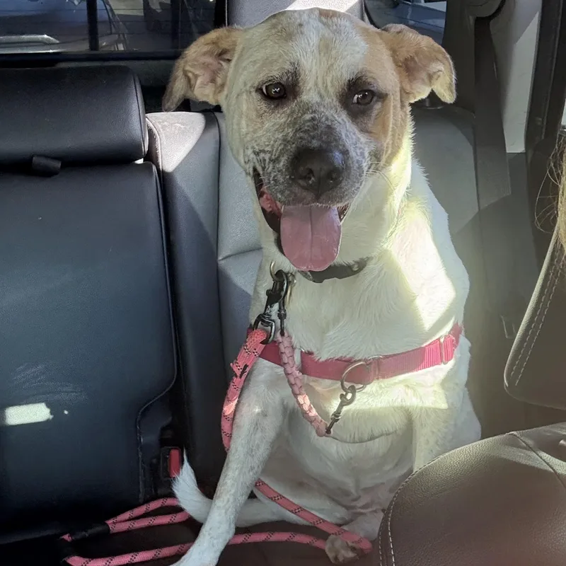 A young medium-sized female Australian Cattle Dog / Blue Heeler dog named Roxie for adoption in Dallas, TX