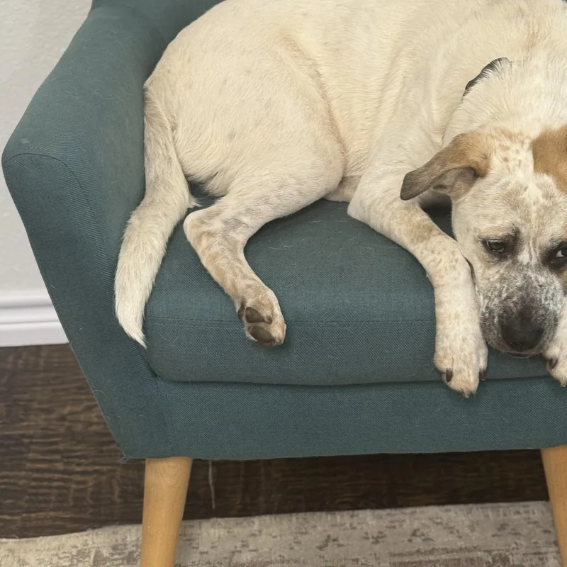 Roxie thumbnail 6