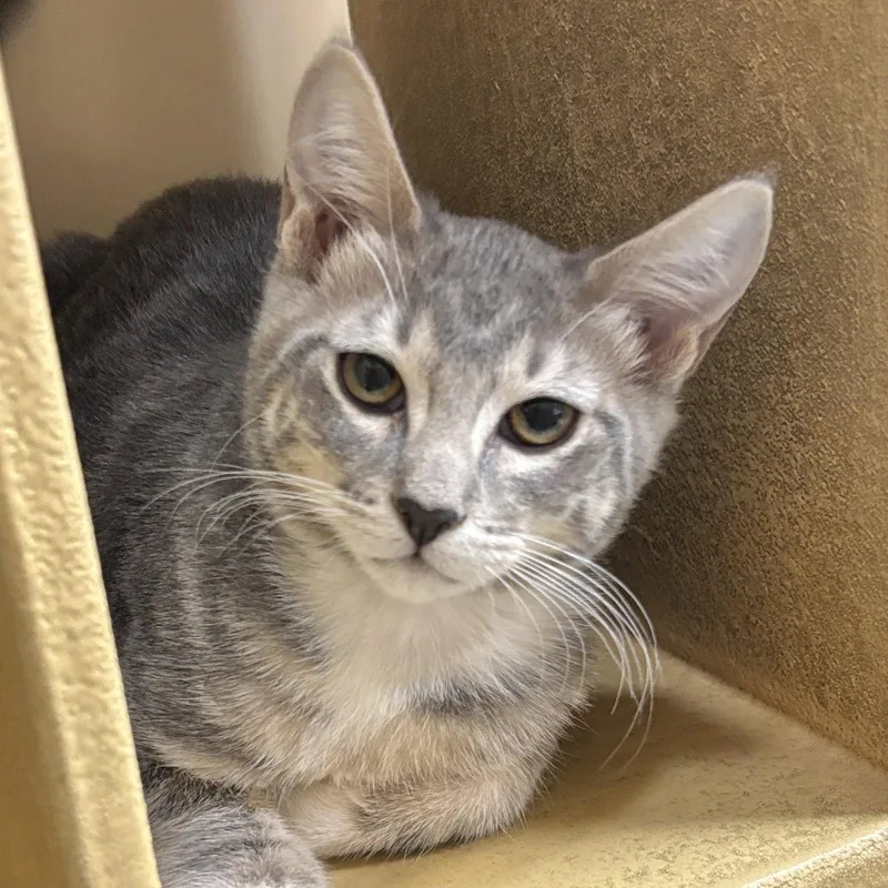 A baby medium-sized female Domestic Short Hair cat named Dusty for adoption in Sonora, CA