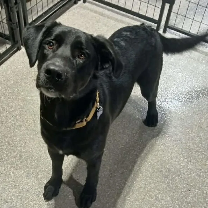 A young large-sized male Black Labrador Retriever dog named Jimmy for adoption in Elkton, MD