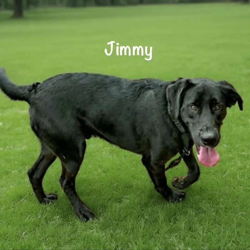Jimmy thumbnail 2