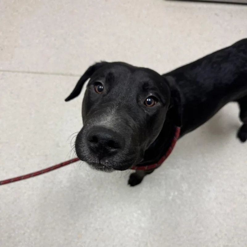 A young medium-sized male Black Mixed Breed dog named Chomp for adoption in Murray, UT