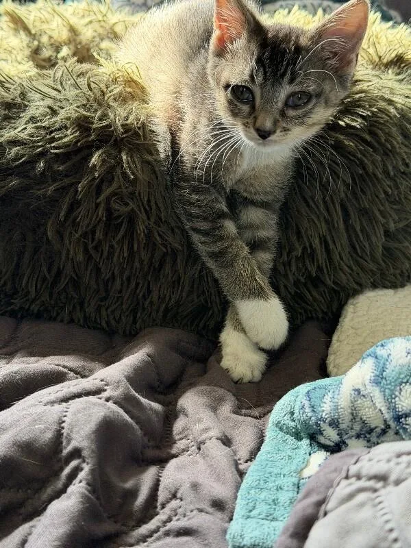 A young medium-sized female White Domestic Medium Hair cat named Wheezy F Baby for adoption in Grand Rapids, MI