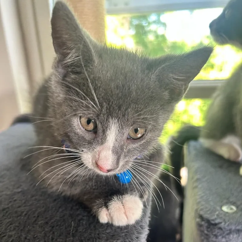A baby small-sized male Gray / Blue / Silver Domestic Short Hair cat named Jack for adoption in Bensalem, PA