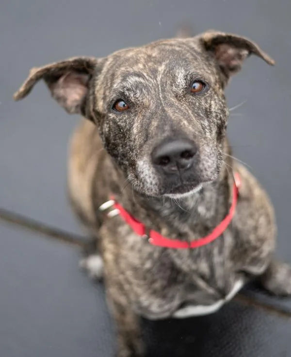 An adult large-sized male Pit Bull Terrier dog named Charlie for adoption in Stratham, NH