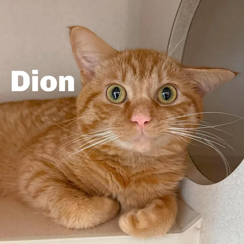 Dion