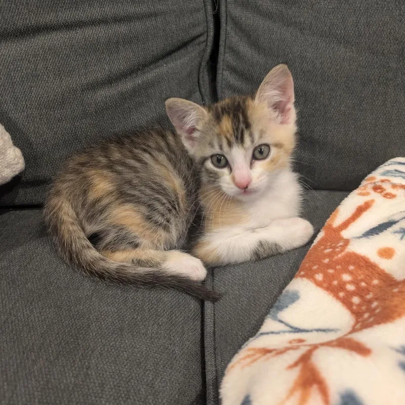 A baby small-sized female Calico Domestic Short Hair cat named Hummus for adoption in Middle Village, NY