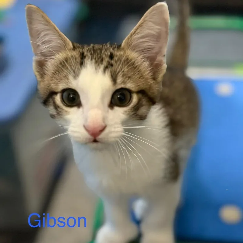 A baby small-sized male Brown / Chocolate Domestic Short Hair cat named Gibson for adoption in Traverse City, MI