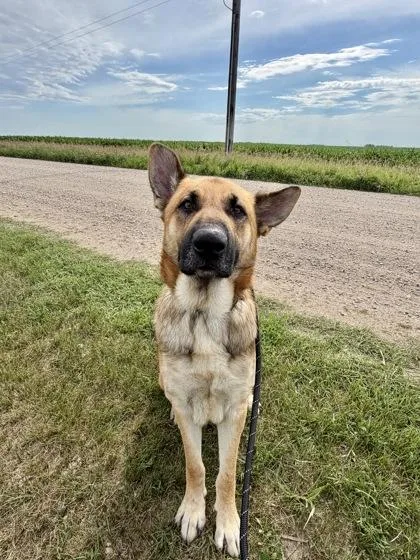An adult large-sized male German Shepherd Dog dog named Loki for adoption in Aberdeen, SD