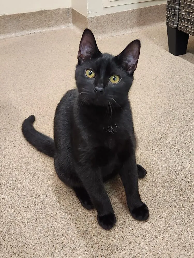 A baby medium-sized female Black & White / Tuxedo Domestic Short Hair cat named Valkyrie for adoption in Elmsford, NY