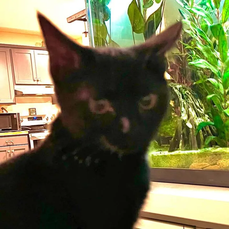 A baby small-sized female Black Domestic Short Hair cat named Amity for adoption in Waynesboro, PA