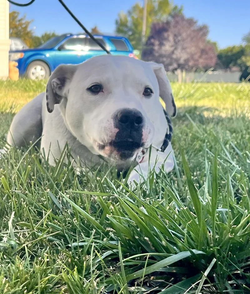 An adult large-sized female English Bulldog dog named Tiny for adoption in Twin Falls, ID