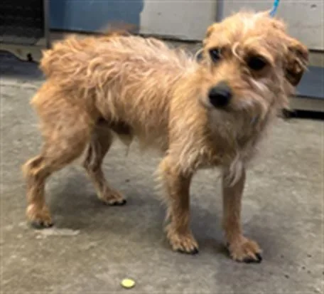 An adult small-sized male Cairn Terrier dog named Toto for adoption in Camarillo, CA