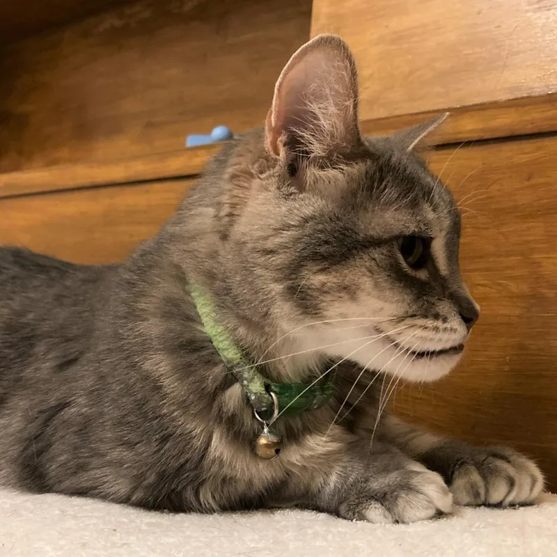 Hans Solo thumbnail 2