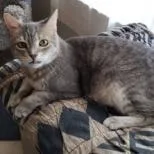 Hans Solo thumbnail 3