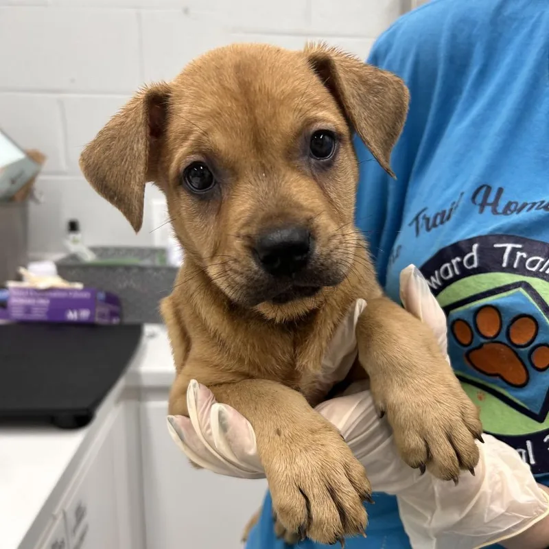 A baby medium-sized female Brown / Chocolate Labrador Retriever dog named Storm  Female for adoption in Fairfax Station, VA