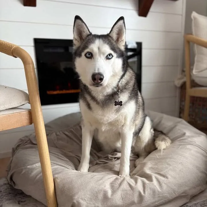 Penelope thumbnail 2