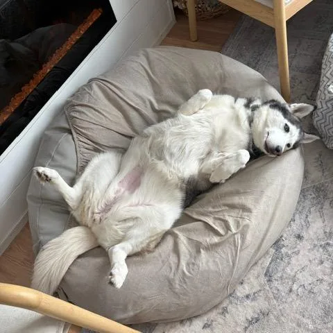 Penelope thumbnail 3