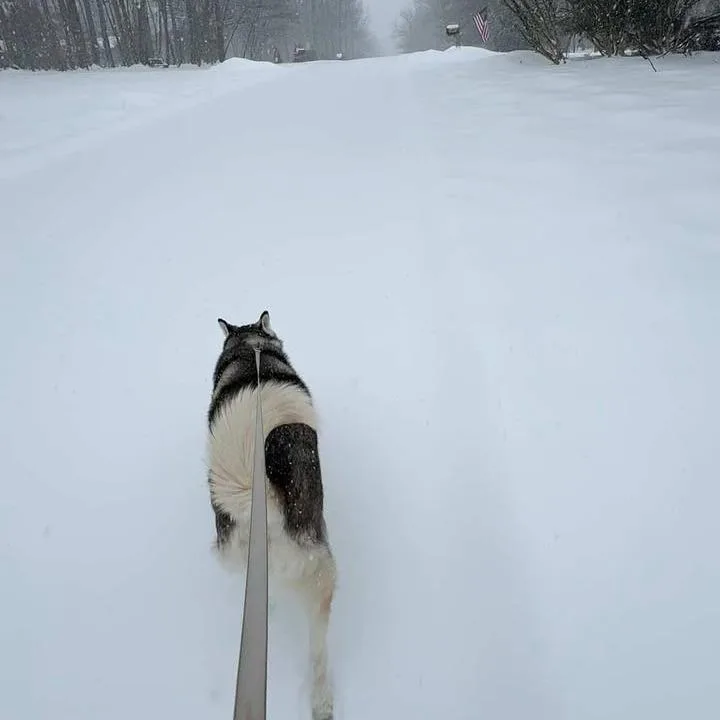 Penelope thumbnail 4