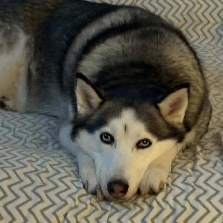 Penelope thumbnail 5