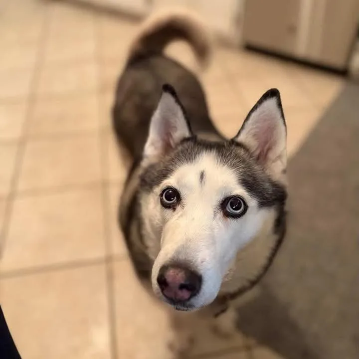 Penelope thumbnail 6