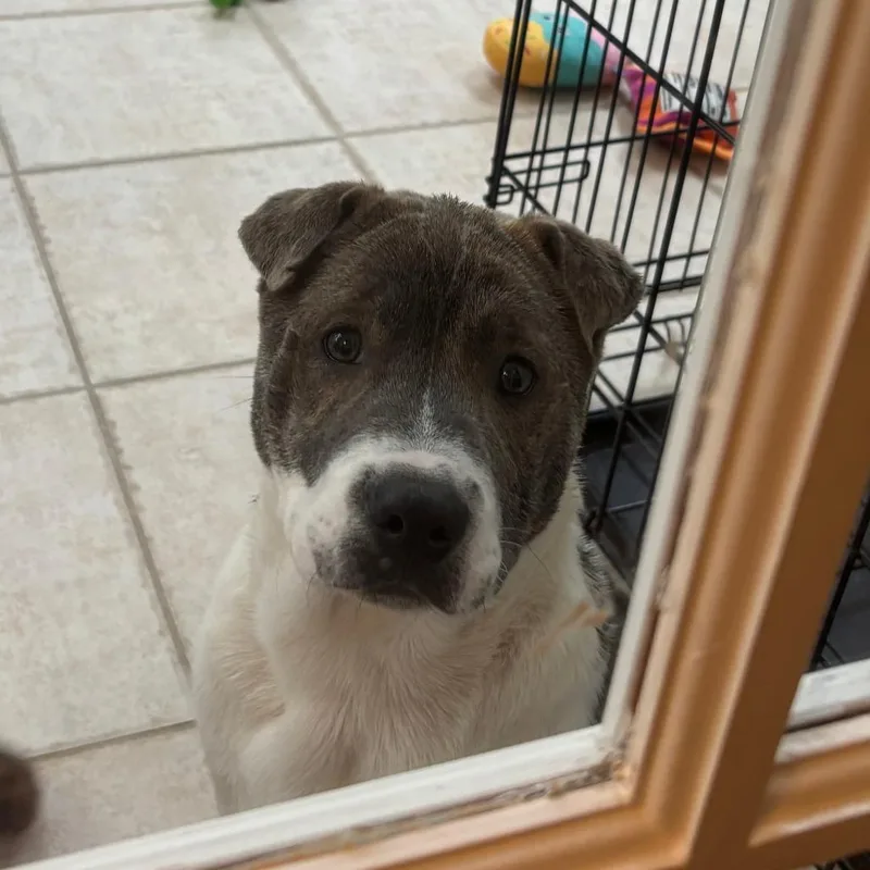 A baby large-sized female Gray / Blue / Silver Shar-Pei dog named Raisin for adoption in Raleigh, NC
