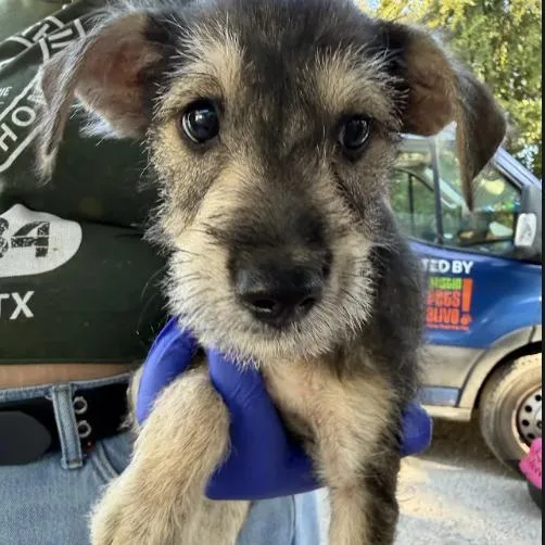A baby small-sized male Terrier dog named Quincy for adoption in Austin, TX