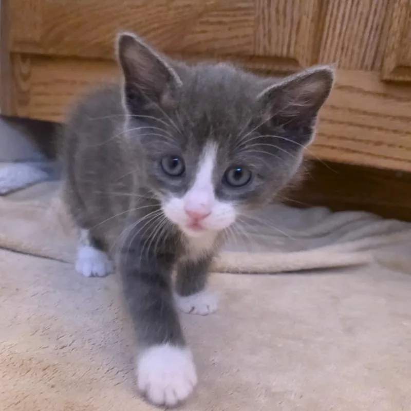 A baby small-sized male Gray / Blue / Silver Domestic Short Hair cat named Fun House for adoption in Austin, TX
