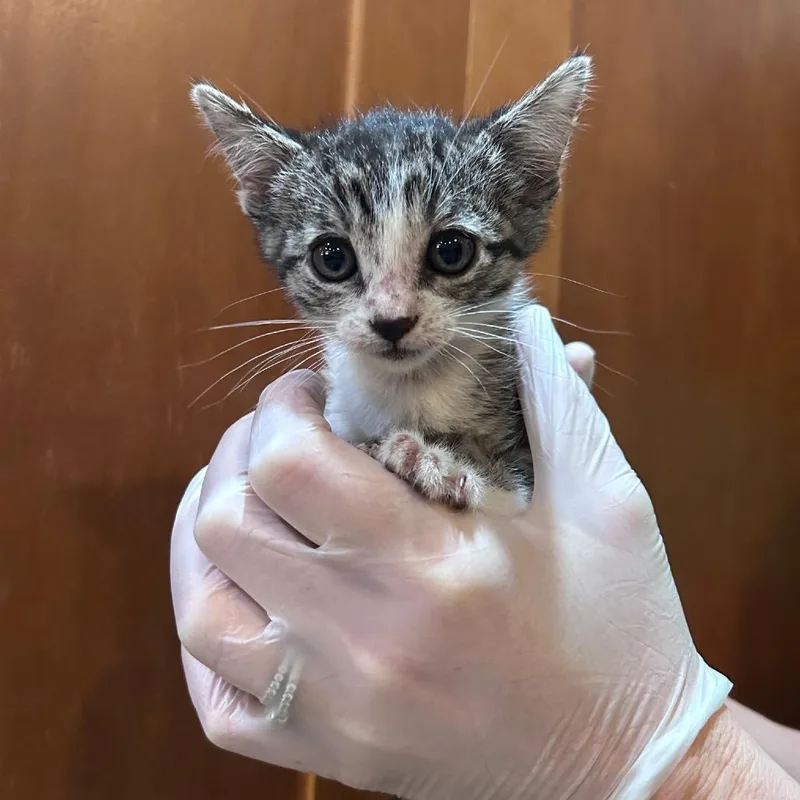 A baby small-sized female Black & White / Tuxedo Domestic Short Hair cat named Iris for adoption in Ashland, OR