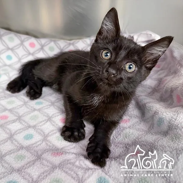 A baby small-sized male Domestic Short Hair cat named Jinx for adoption in Irvine, CA