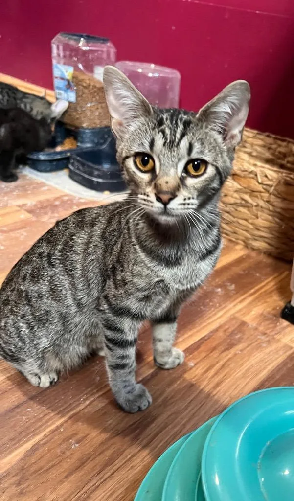 A baby small-sized female Domestic Short Hair cat named Gritz for adoption in Gorham, ME