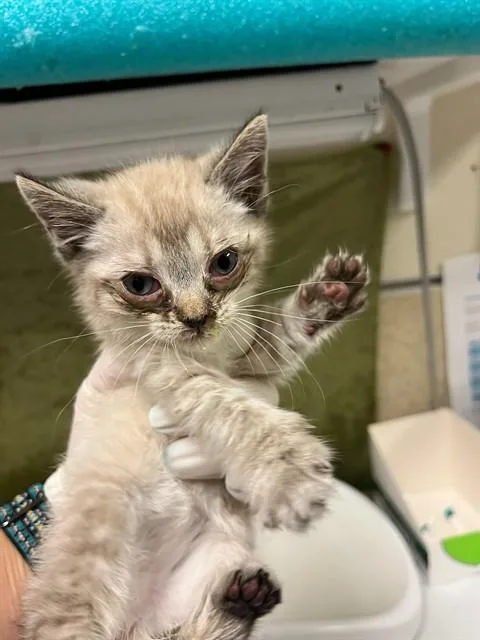 A baby small-sized male Domestic Short Hair cat named Snow for adoption in Riverside, CA