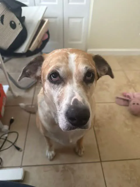 An adult large-sized female Hound dog named Cookie for adoption in Tampa, FL